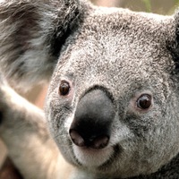 Анна Молодцова | 