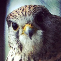 Павел Сокол