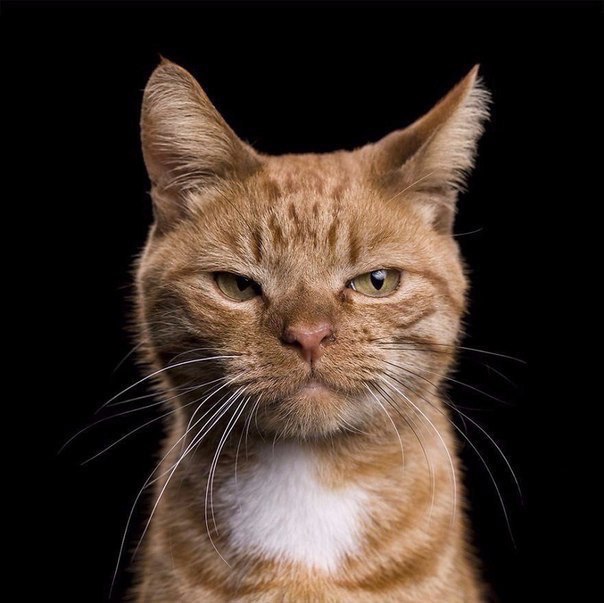 Кошки в нашей жизни. Кошки и все, что с ними связано.