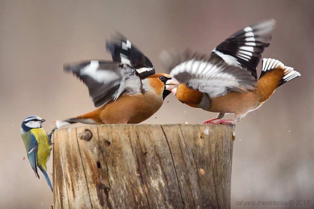 wildlife.crimea.ua