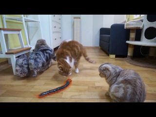Сколопендра на пульте управления с Aliexpress