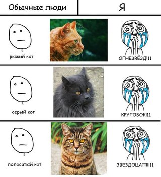 картинки коты воители приколы онлайн картинки коты воители приколы