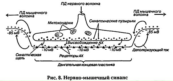 Физиология синапсисов Физиология синапсисов