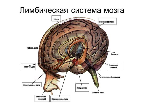 Лимбическая система - часть коры головного мозга, которая окружает ствол. Это различные образования, входящие в состав древней и старой коры головного мозга. Чем на более высоком уровне стоит организм, тем меньший процент коры приходится на лимбическую систему. 