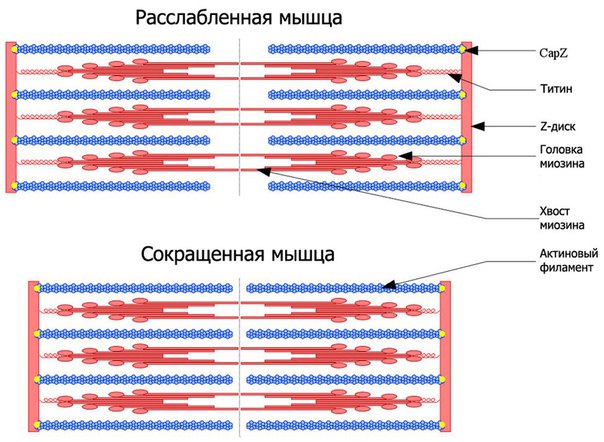 Механизмы мышечного сокращения 