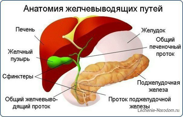 Поможем желчному пузырю и печени!