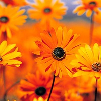 Светлана Сацкая