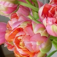 Екатерина Борисова