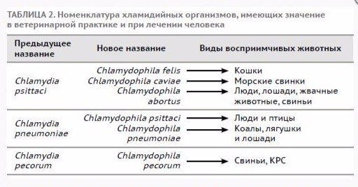 Схемы лечения кошек. Кошачий хламидальный конъюнктивит. Конъюнктивит у котят схема лечения. Конъюнктивит у кошки схема. Схема лечения хламидийного конъюнктивита.