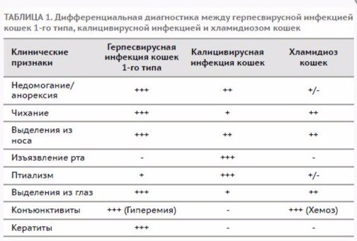 Хламидиоз у кошек схема лечения. Болезни кошек симптомы таблица инфекции. Лечение кальцивироза у котят схема лечения. Симптомы заболеваний у кошек таблица. Схема лечения вирусных заболеваний у кошек.