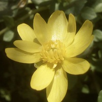 Анна Скрипка | Краснодар