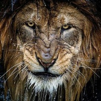 Дмитрий Медведев