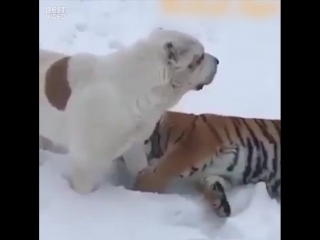 Алабай с тигром
