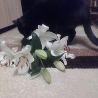 Светлана Золотарева