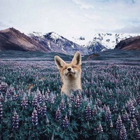 Ирина Тимашевич