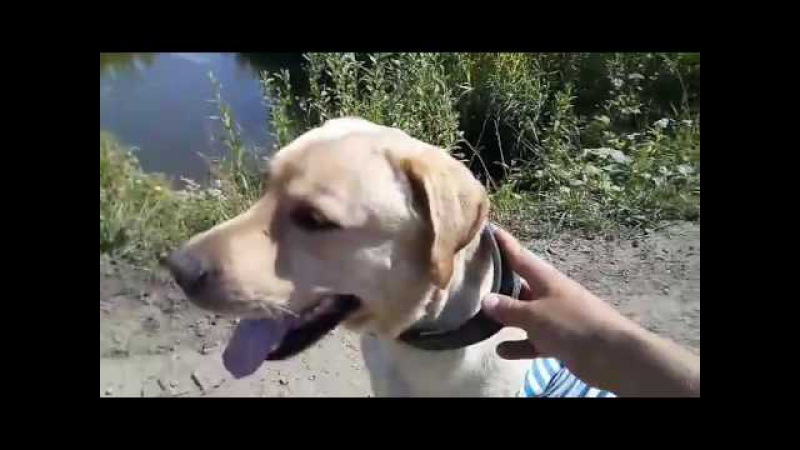Собака ВДВешник