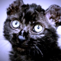 Чёрный Кот  -BLACK CAT-