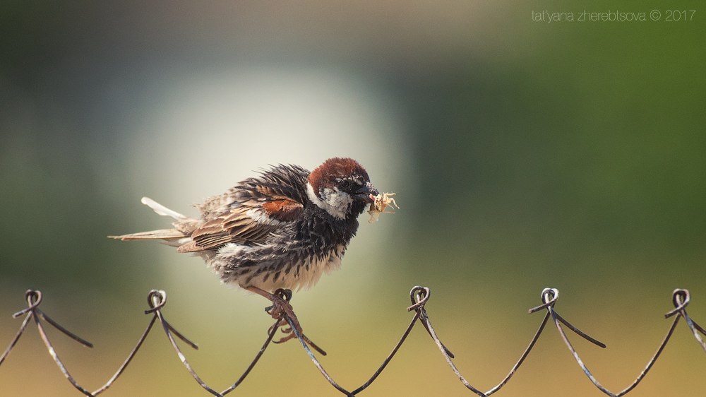 wildlife.crimea.ua