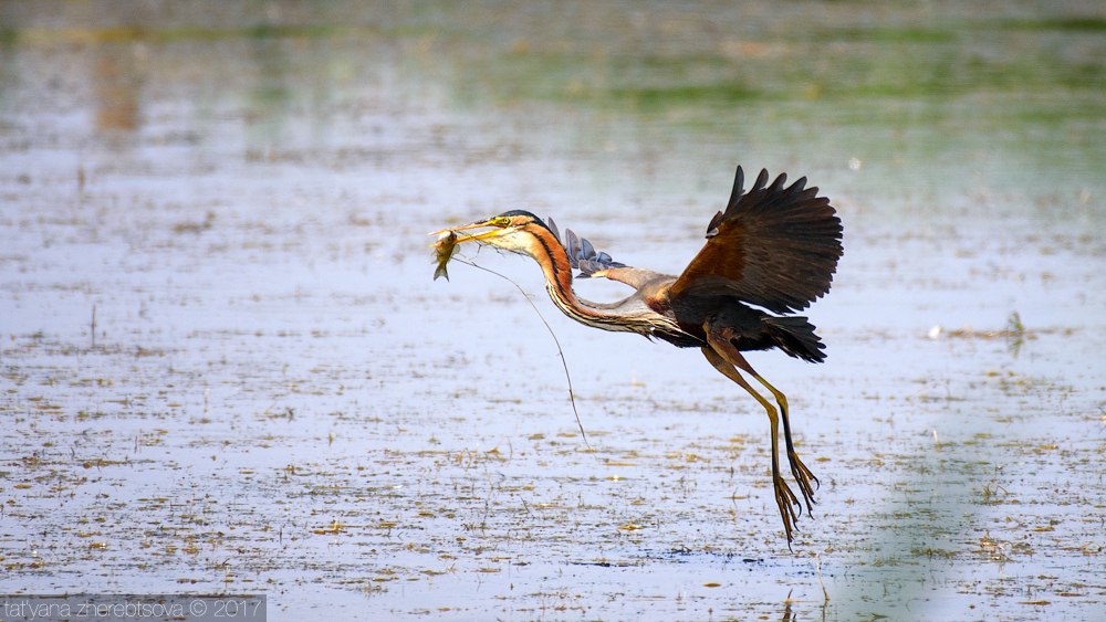 wildlife.crimea.ua