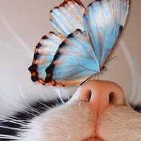 Элина Анисимова