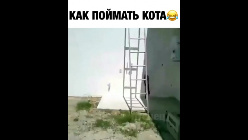 Как поймать кота