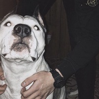 Вова Мирный