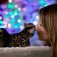 solroyals_cattery