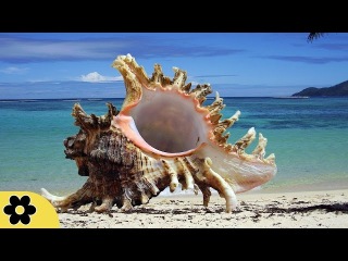 Healing Music, Meditation Music Relax Mind Body, Relaxing Music, Slow Music, ✿2389C