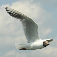 Елена Евстафьева | Ижевск