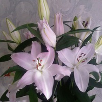 Марина Рыбакова