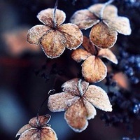 Гульнара Хафизова |