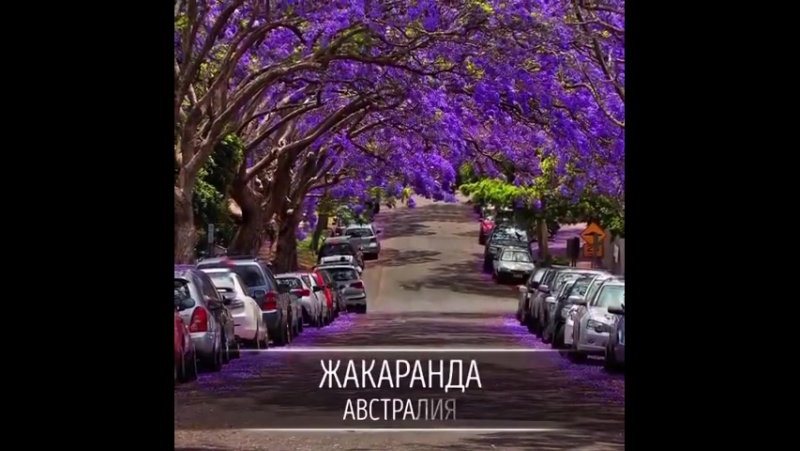ең ғажап ағаштар.