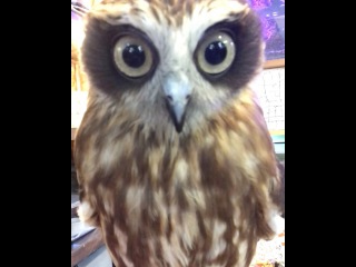 Instagram post by KuuOwl フクロウのくうちゃん (ニシアメ) • Sep 16, 2017 at 3:00pm UTC