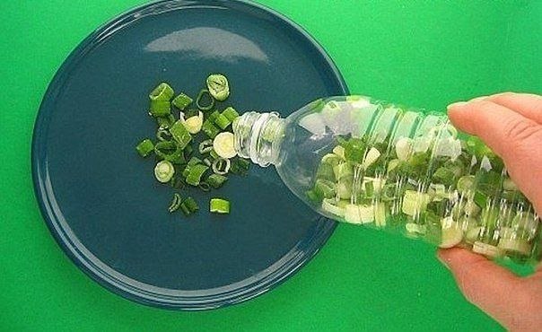 Зеленый лук как сохранить рецепт