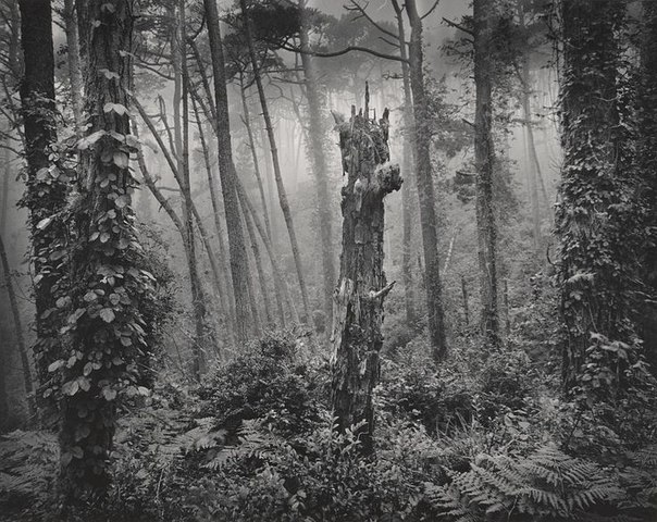 wynn bullock stark tree Artwork title stark tree artist name wynn bullock date created 1956 classification photograph medium gelatin silver print dimensions 7 1/2 in x. wynn bullock stark tree Artwork title stark tree artist name wynn bullock date created 1956 classification photograph medium gelatin silver print dimensions 7 1/2 in x.