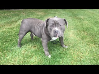 AMERICAN BULLY KRATOS: BIG OLD DOME AND FLOPPY EARS (FAN SUBMITTED)