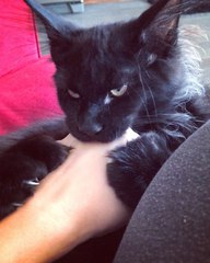 The Escobar Cat 🐾 on Instagram: “Минутка бешенства 😎 Делаю больно. Качественно. Дорого.”