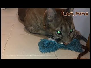 Клининговая компания Пумы Месси;) Cleaning company Cougar Messi ;)
