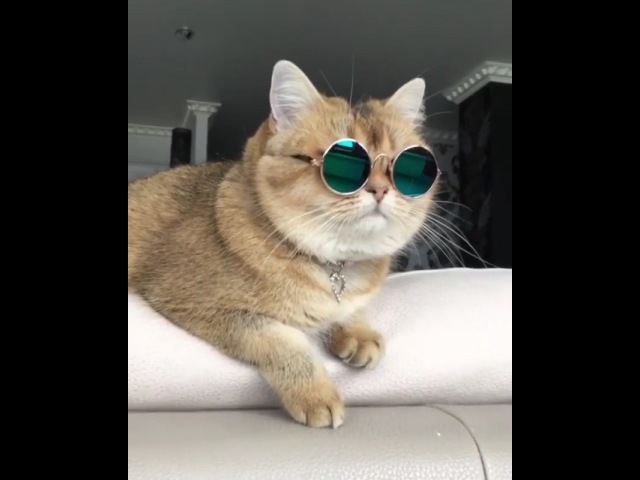 Котейная крутость 🐈