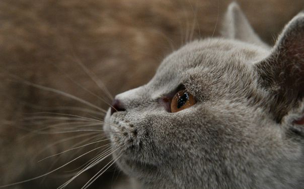Вернувшегося в Швецию за котом россиянина на месяц посадили в тюрьму