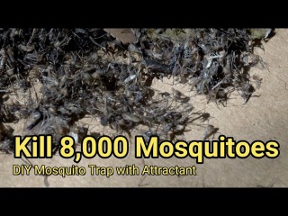 Mosquito trap DIY 8,000 mosquito kill reduce ZIKA DENGUE MALARIA MaxxAir Fan CO2