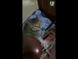 Идеальный дуэт