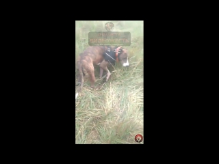 Последствия охоты на кабана. ОСТОРОЖНО КРОВЬ И ОТКРЫТЫЕ РАНЫ ЖИВОТНЫХ!!!