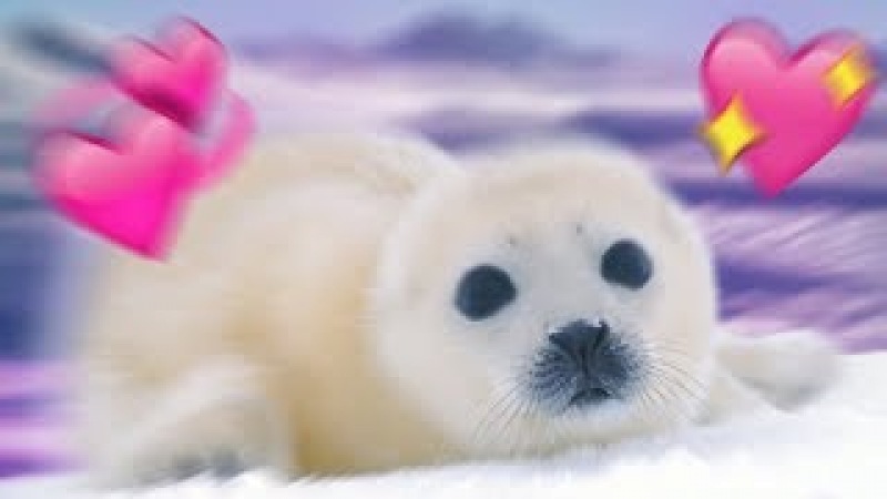 I love Seals ❤️