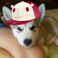 Каринка Васлуян