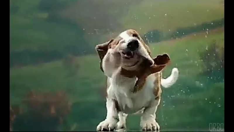 Бассет хаунд.mp4