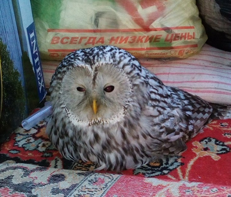 Горожане спасли сову от стаи ворон