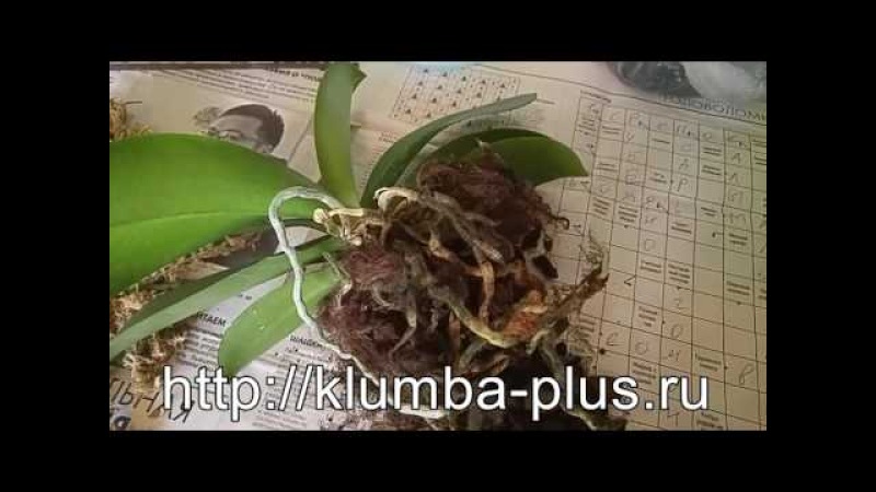 Пересадка орхидеи фаленопсис