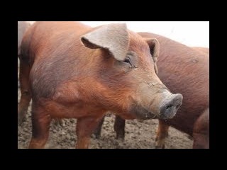 УЧИТЕСЬ КАК НАДО РЕЗАТЬ СВИНЬЮ СБОРНИК