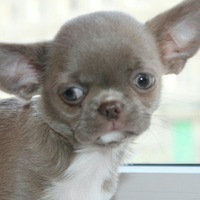 Нина Сорокина